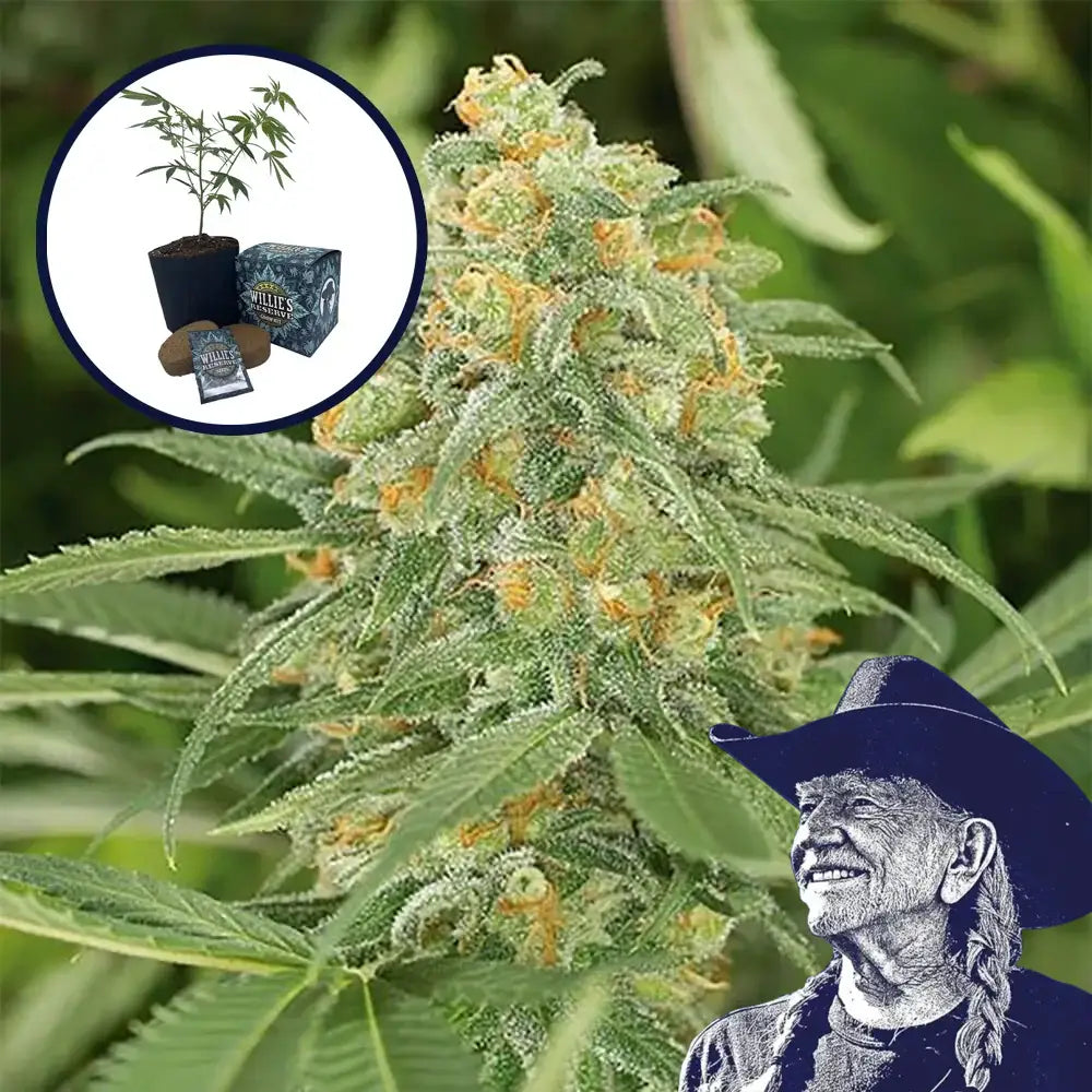 Green Crack High Yield Grow Kit