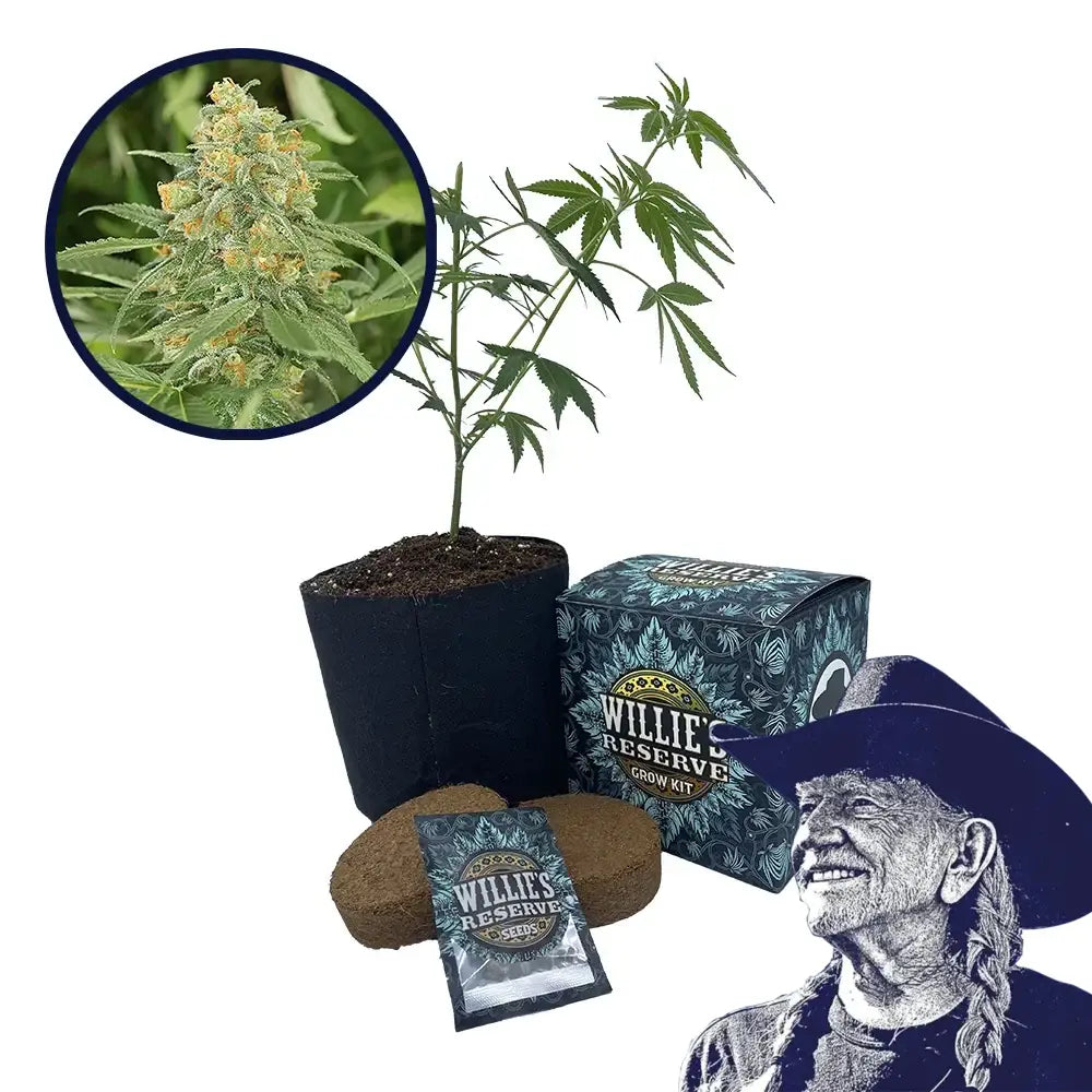 Green Crack Strain High Yield Grow Kit