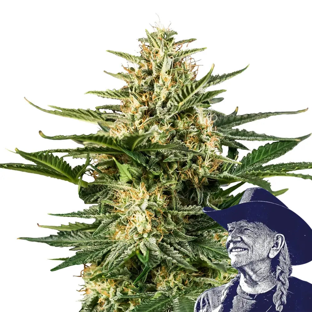 Green Gelato
