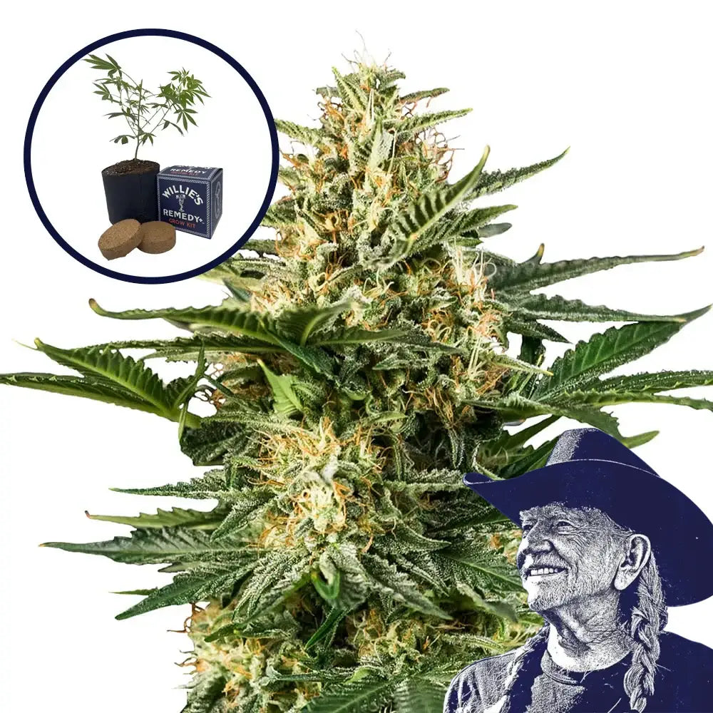 Green Gelato Grow Kit