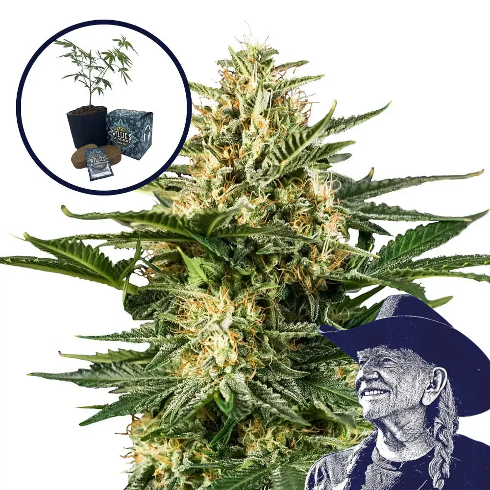 Green Gelato High Yield Grow Kit