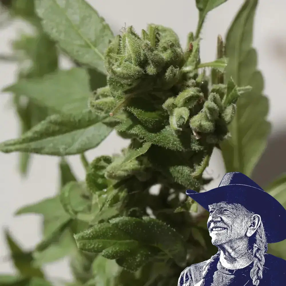 Gushers