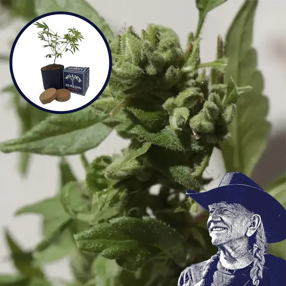 Gushers Grow Kit