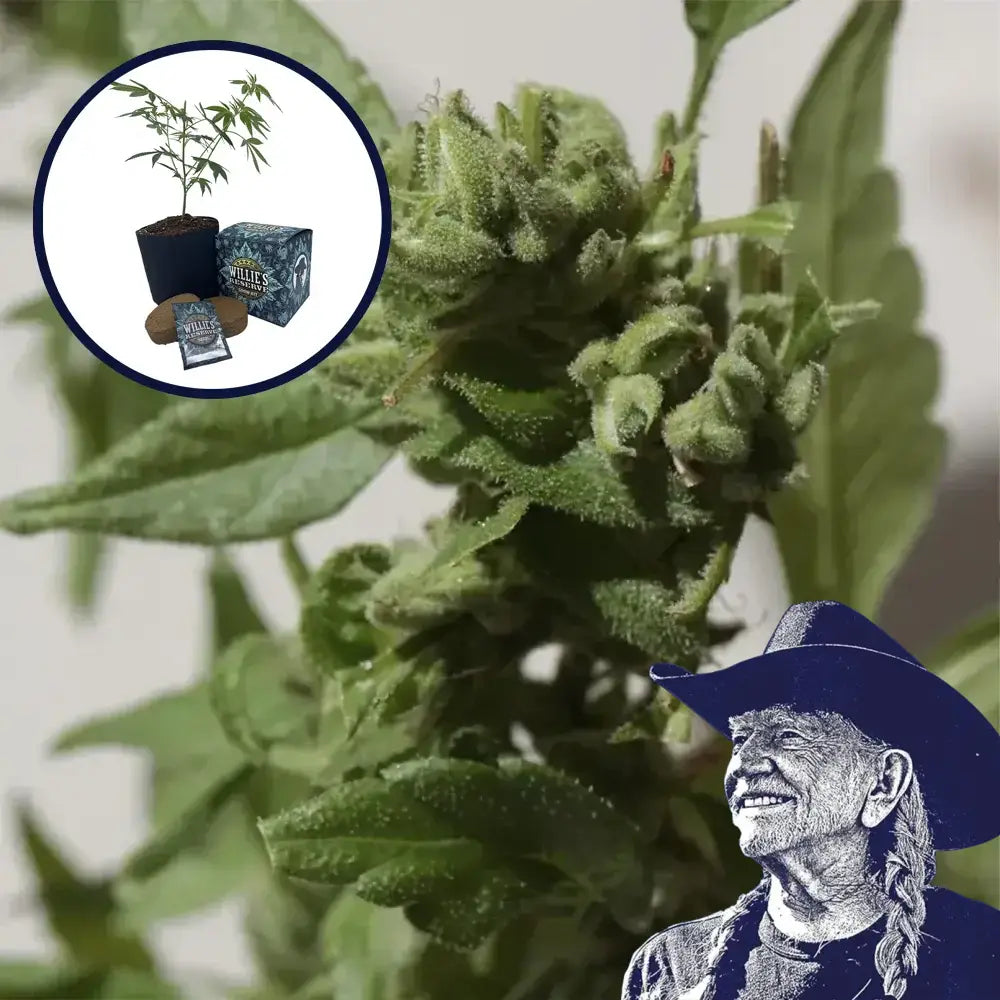 Gushers High Yield Grow Kit