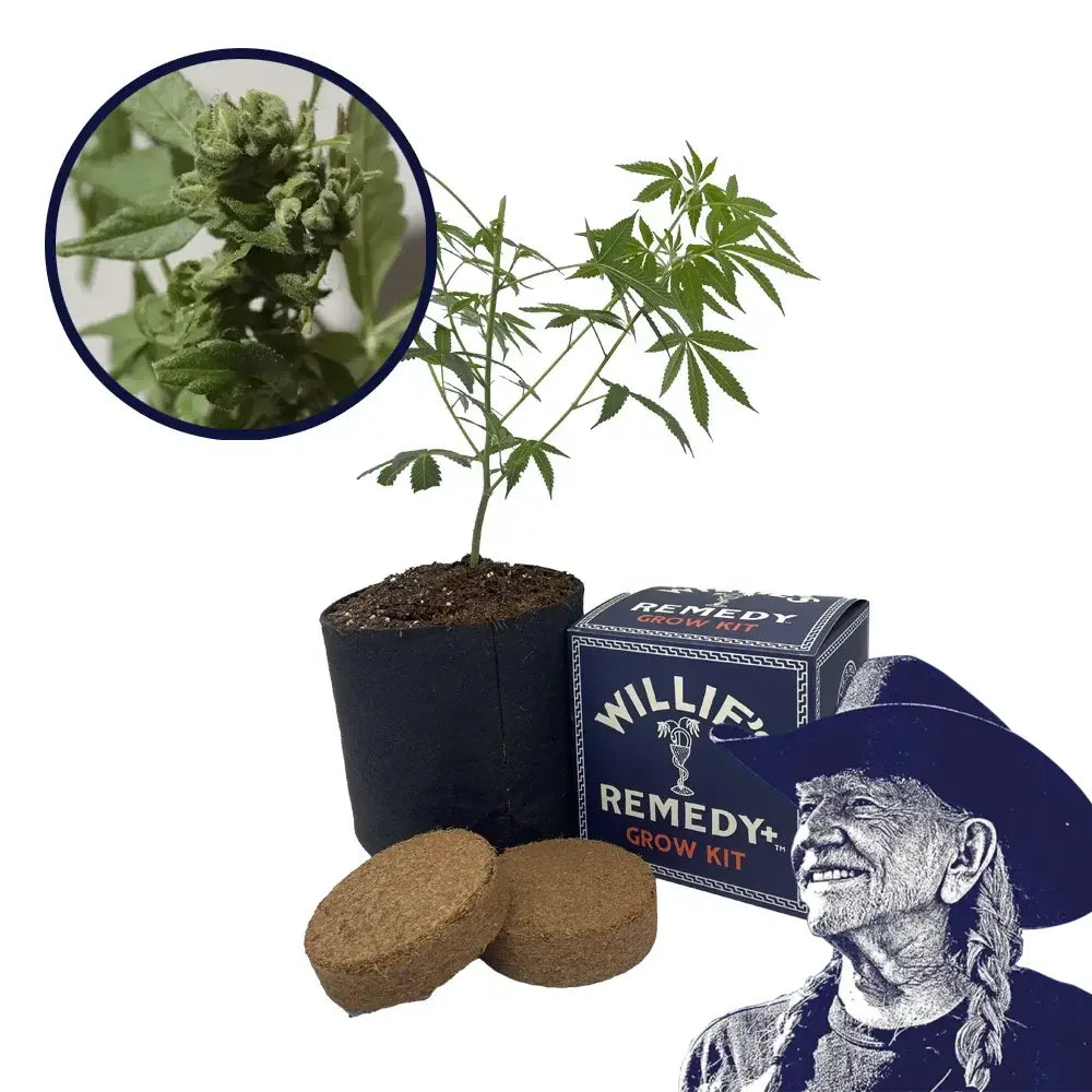Gushers Strain Grow Kit