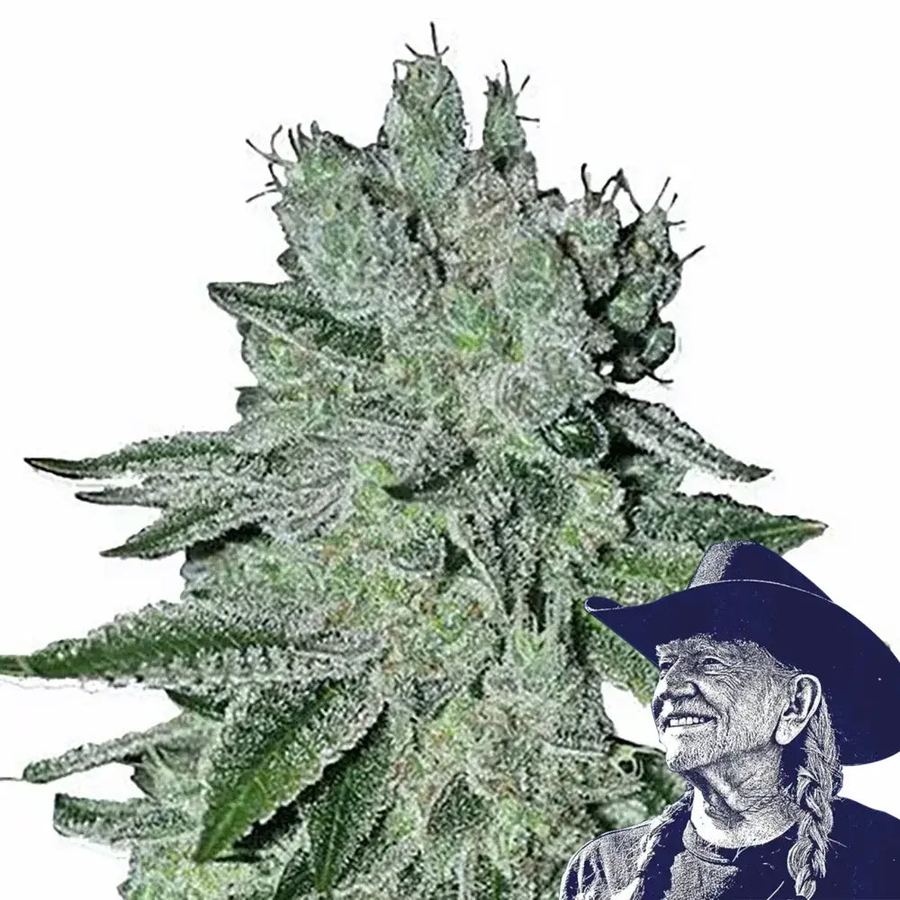 Headband