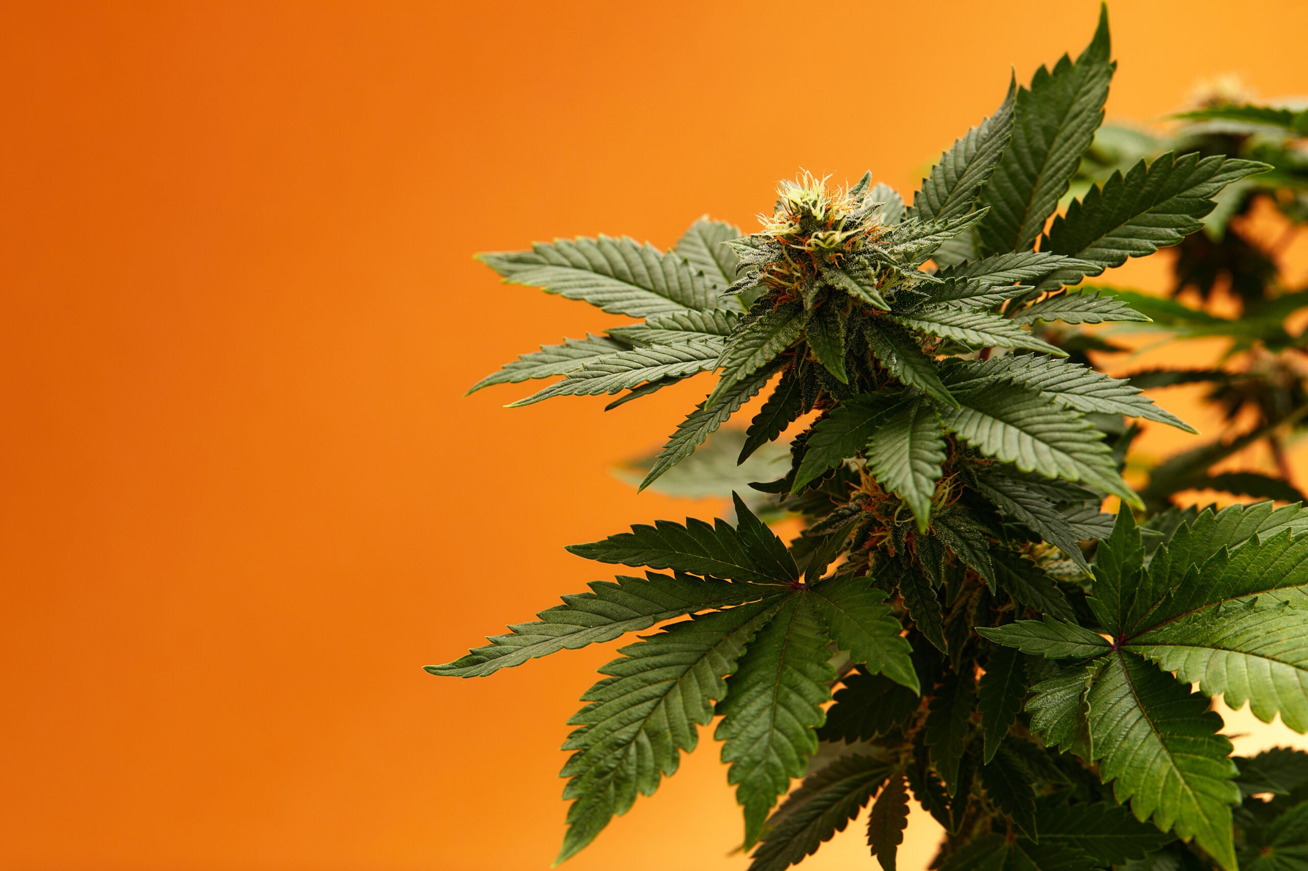 Orange Bud