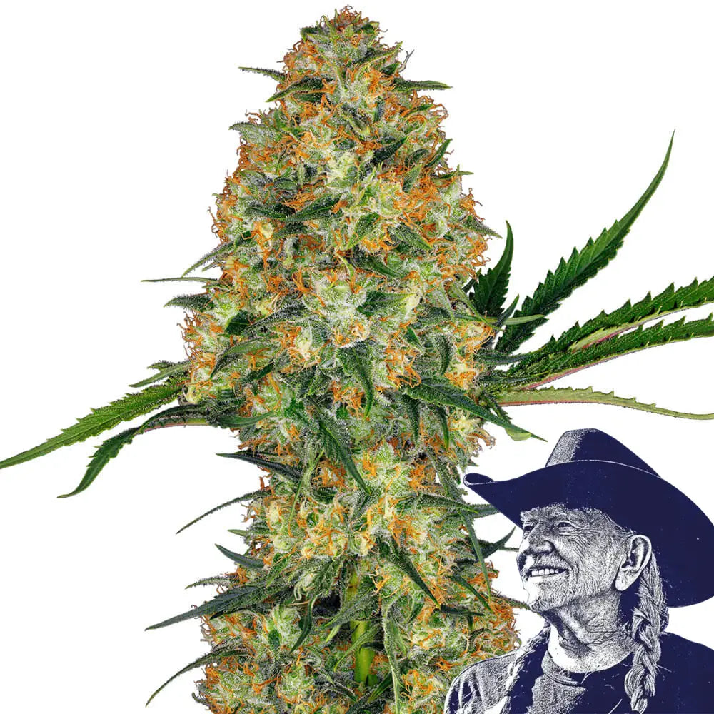 Hindu Kush