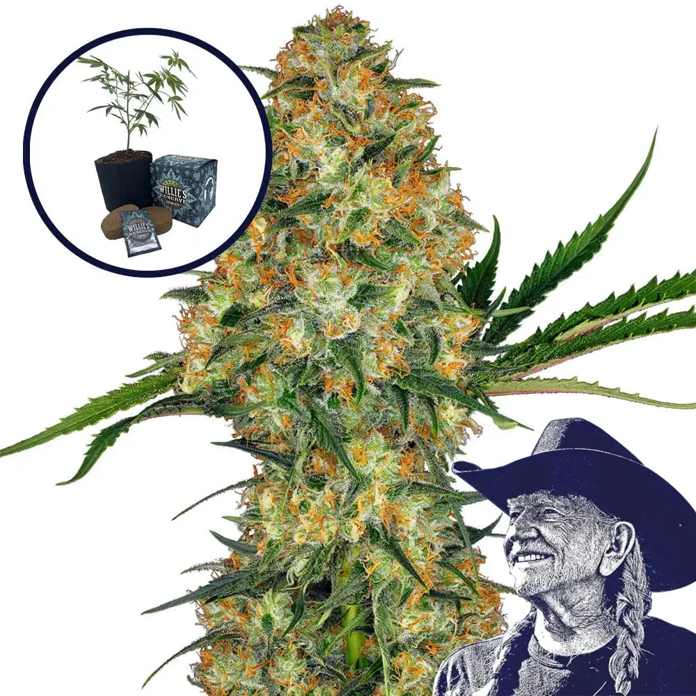 Hindu Kush High Yield Grow Kit