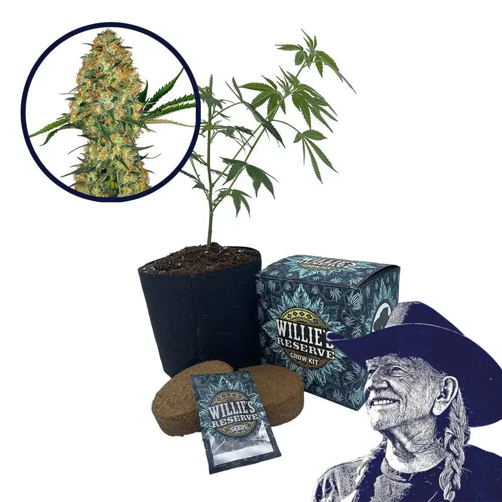Hindu Kush Strain High Yield Grow Kit