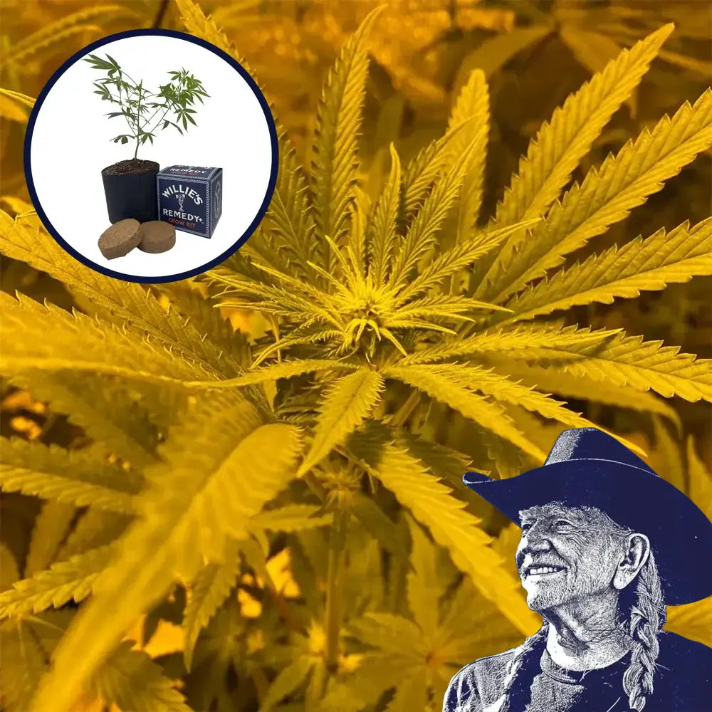 Ice Cream Cake Grow Kit
