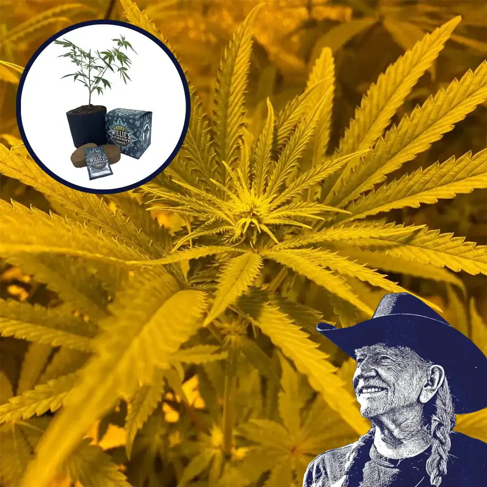 Ice Cream Cake High Yield Grow Kit