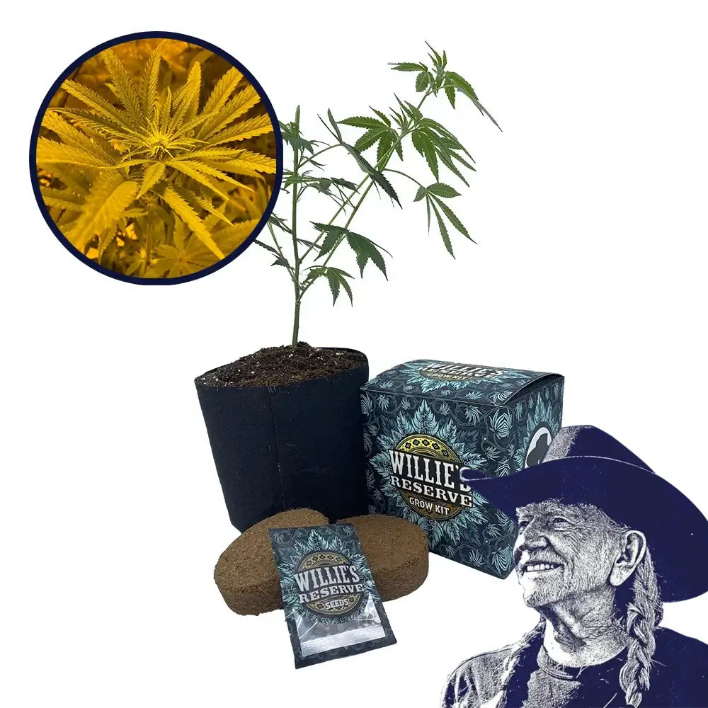 Ice Cream Cake Strain High Yield Grow Kit