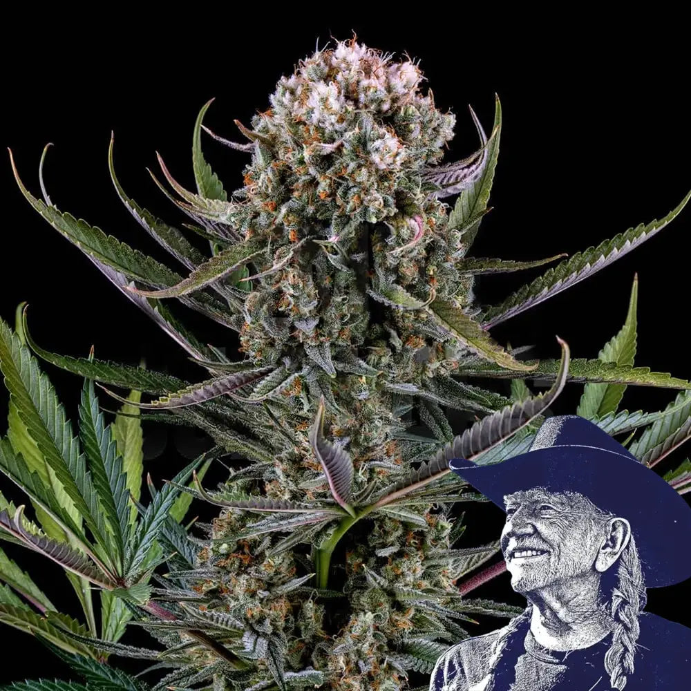 Italian Ice Auto
