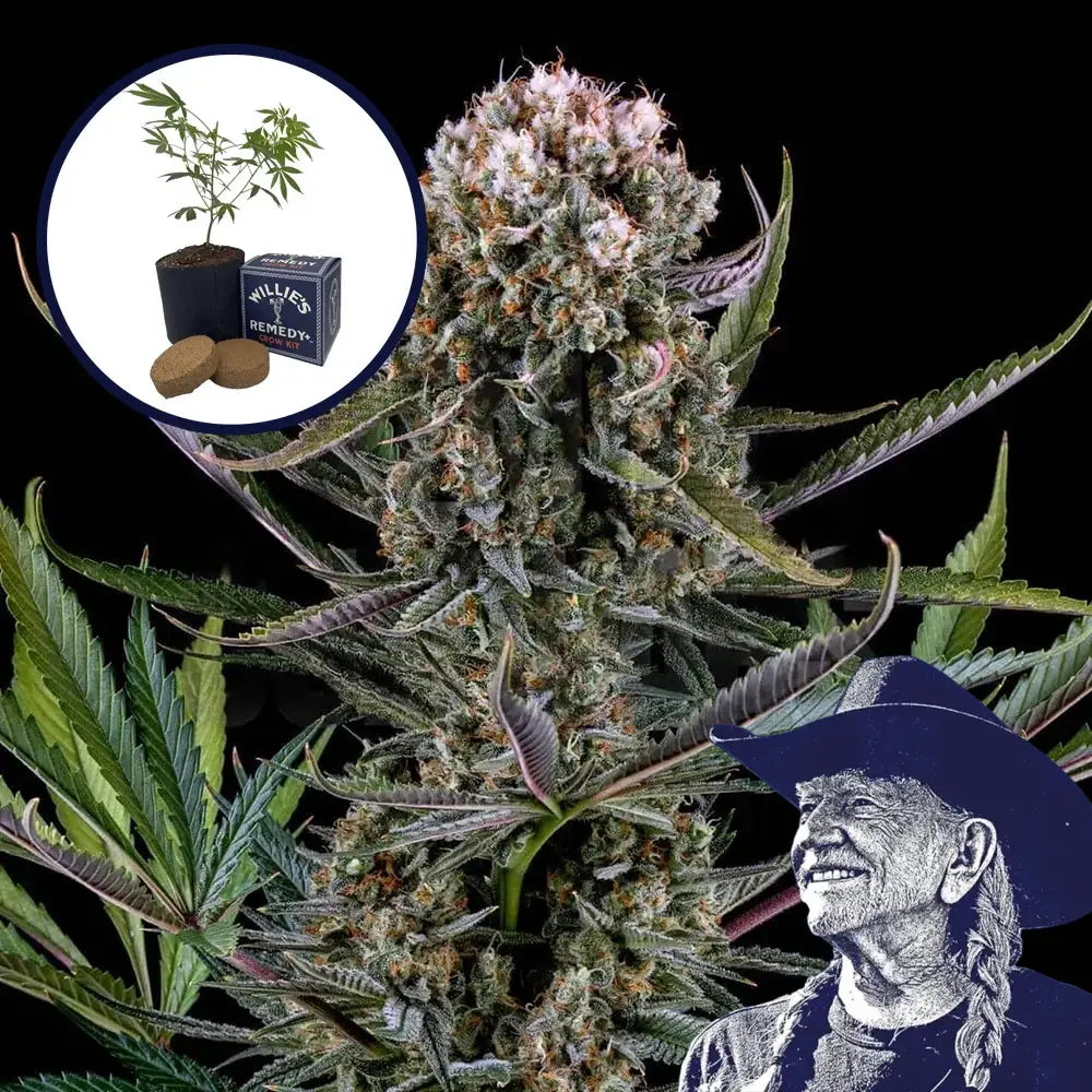 Italian Ice Grow Kit
