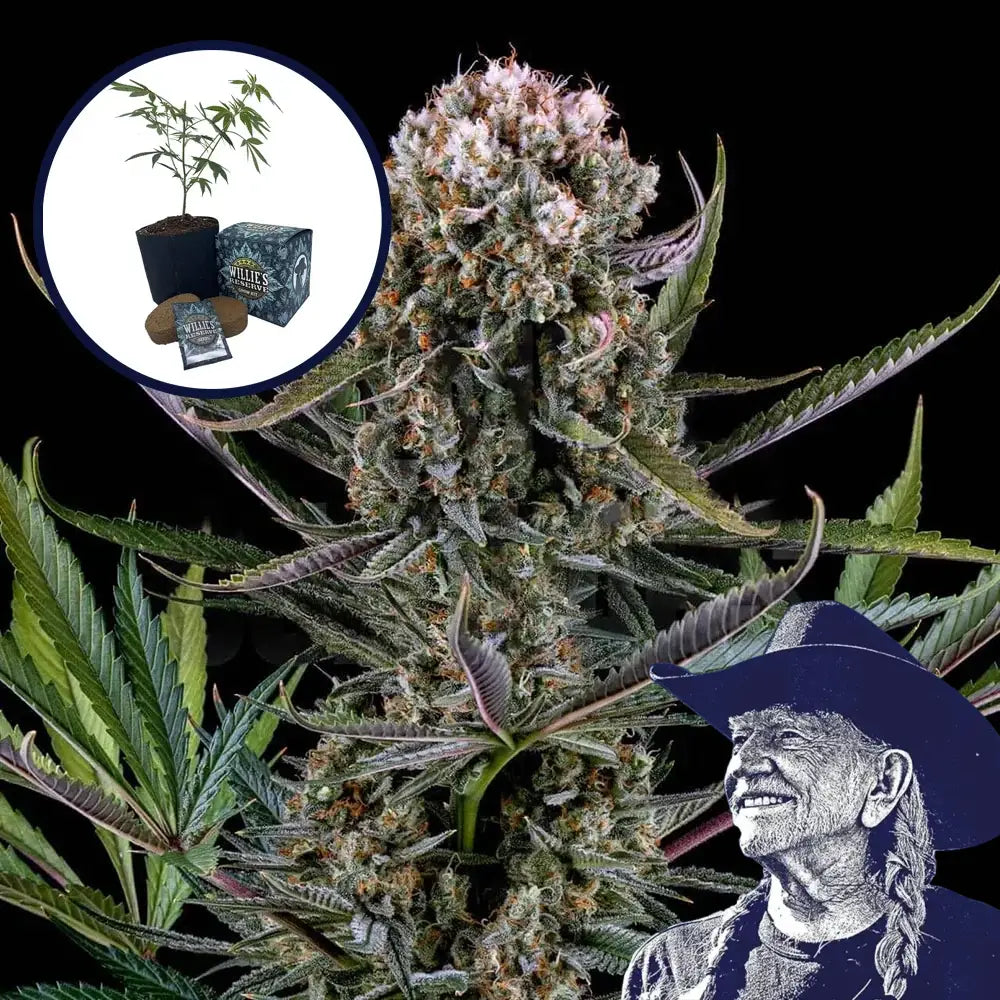 Italian Ice High Yield Grow Kit