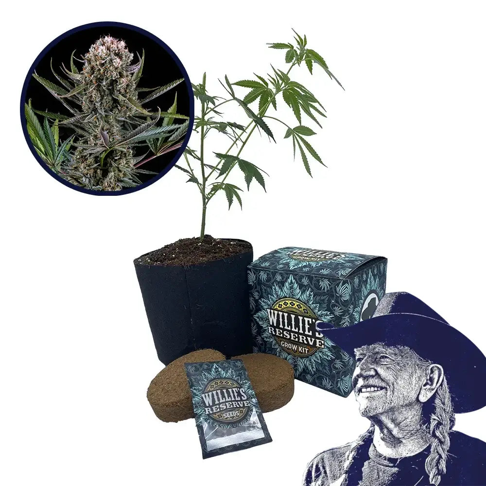 Italian Ice Strain High Yield Grow Kit