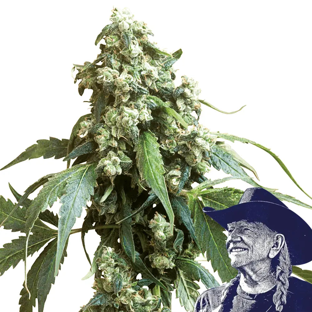 Jack Flash