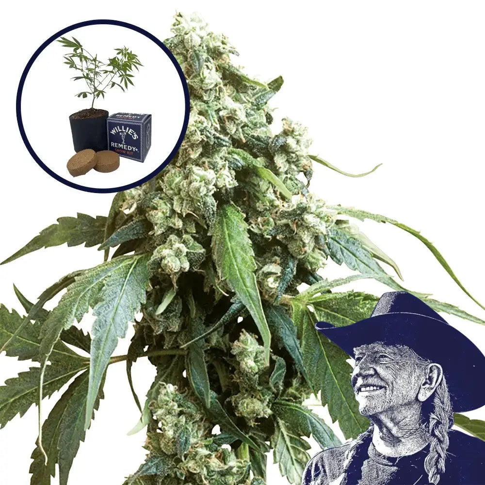 Jack Flash Grow Kit