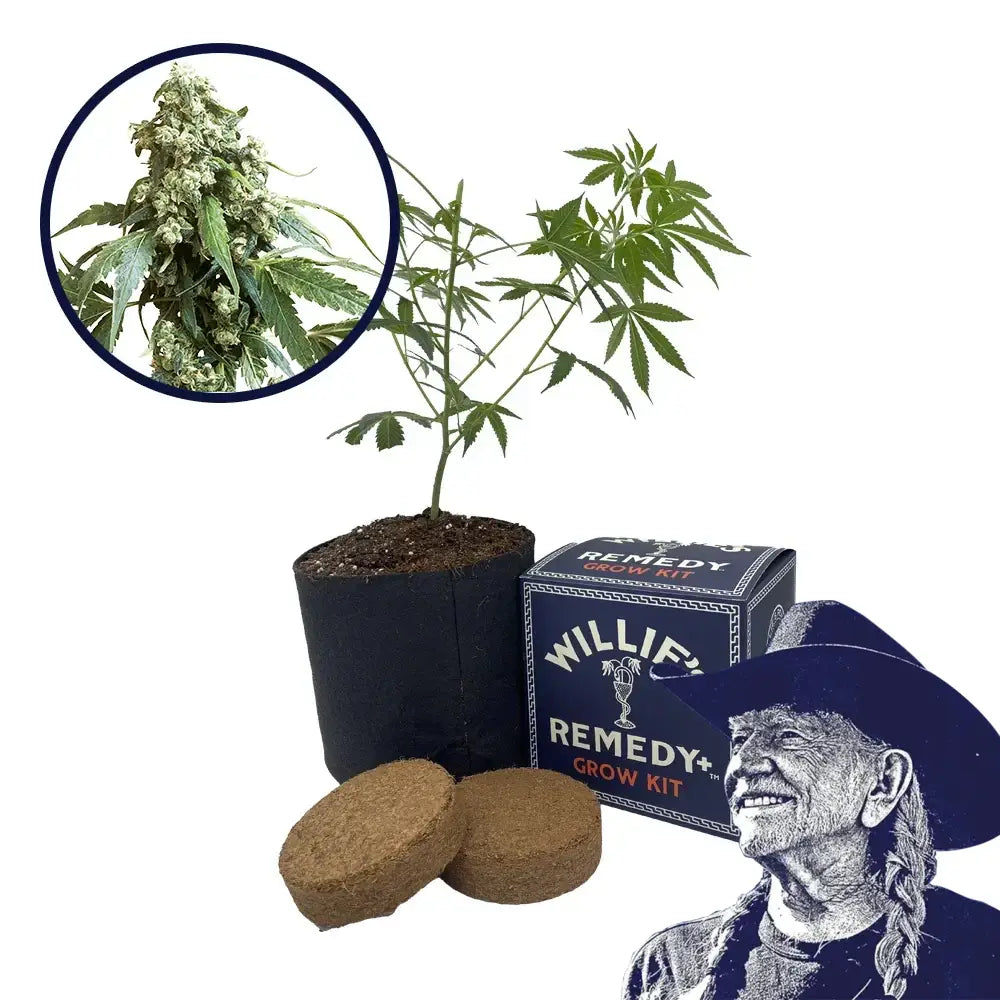 Jack Flash Strain Grow Kit