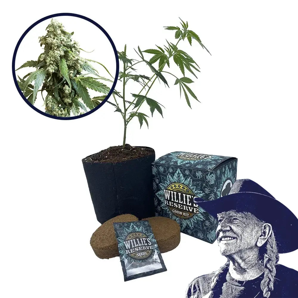 Jack Flash Strain High Yield Grow Kit