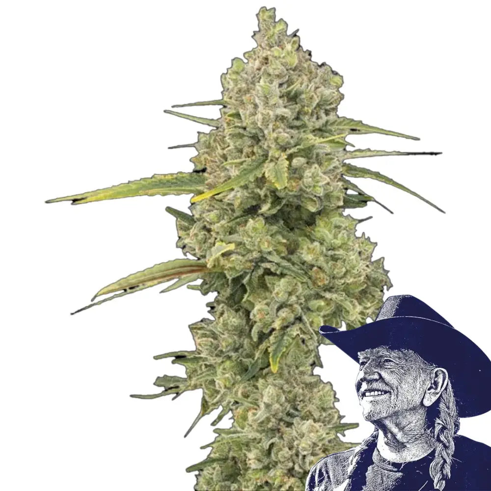 Jack Herer Auto