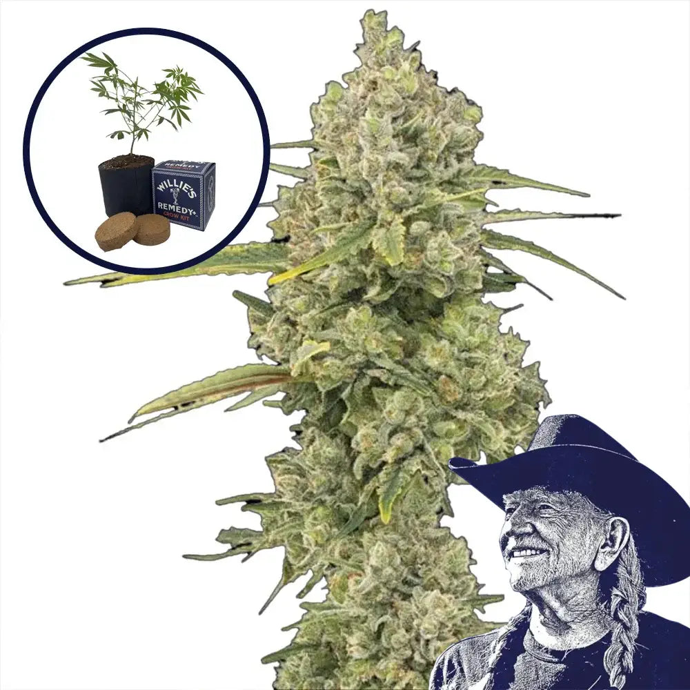 Jack Herer Grow Kit