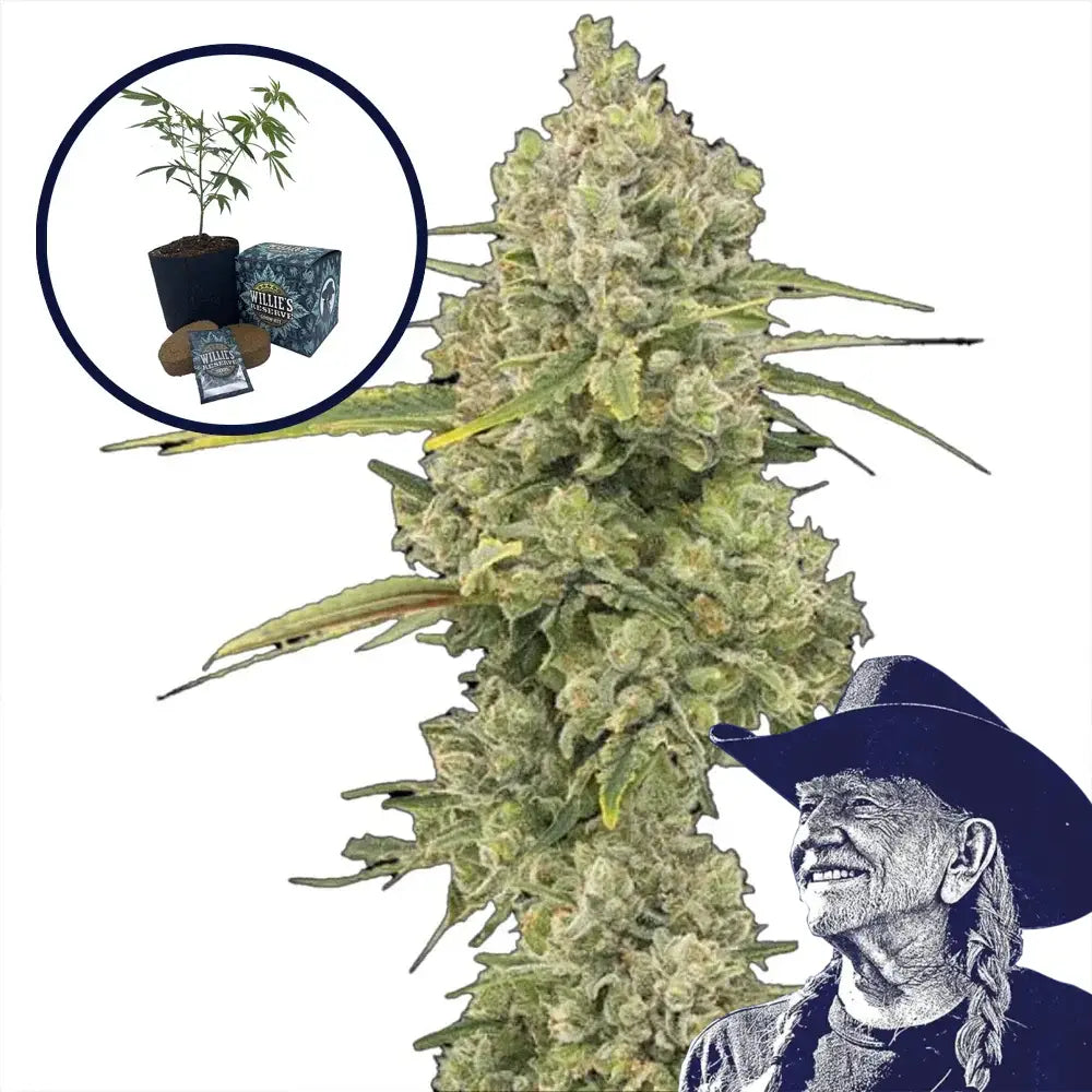Jack Herer High Yield Grow Kit