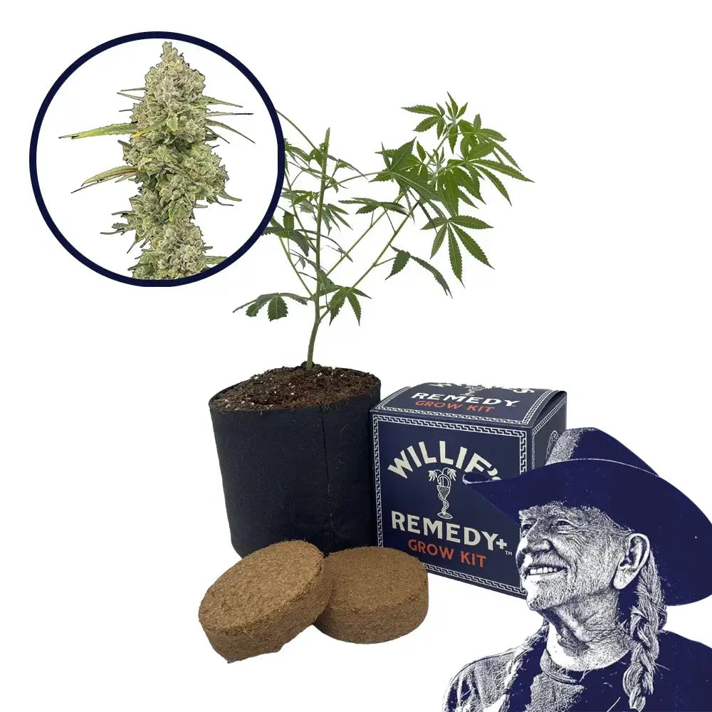 Jack Herer Strain Grow Kit