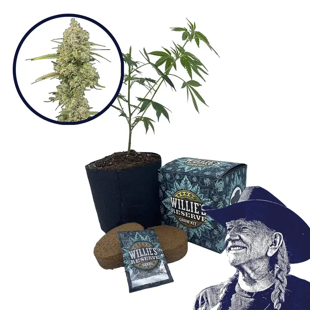 Jack Herer Strain High Yield Grow Kit