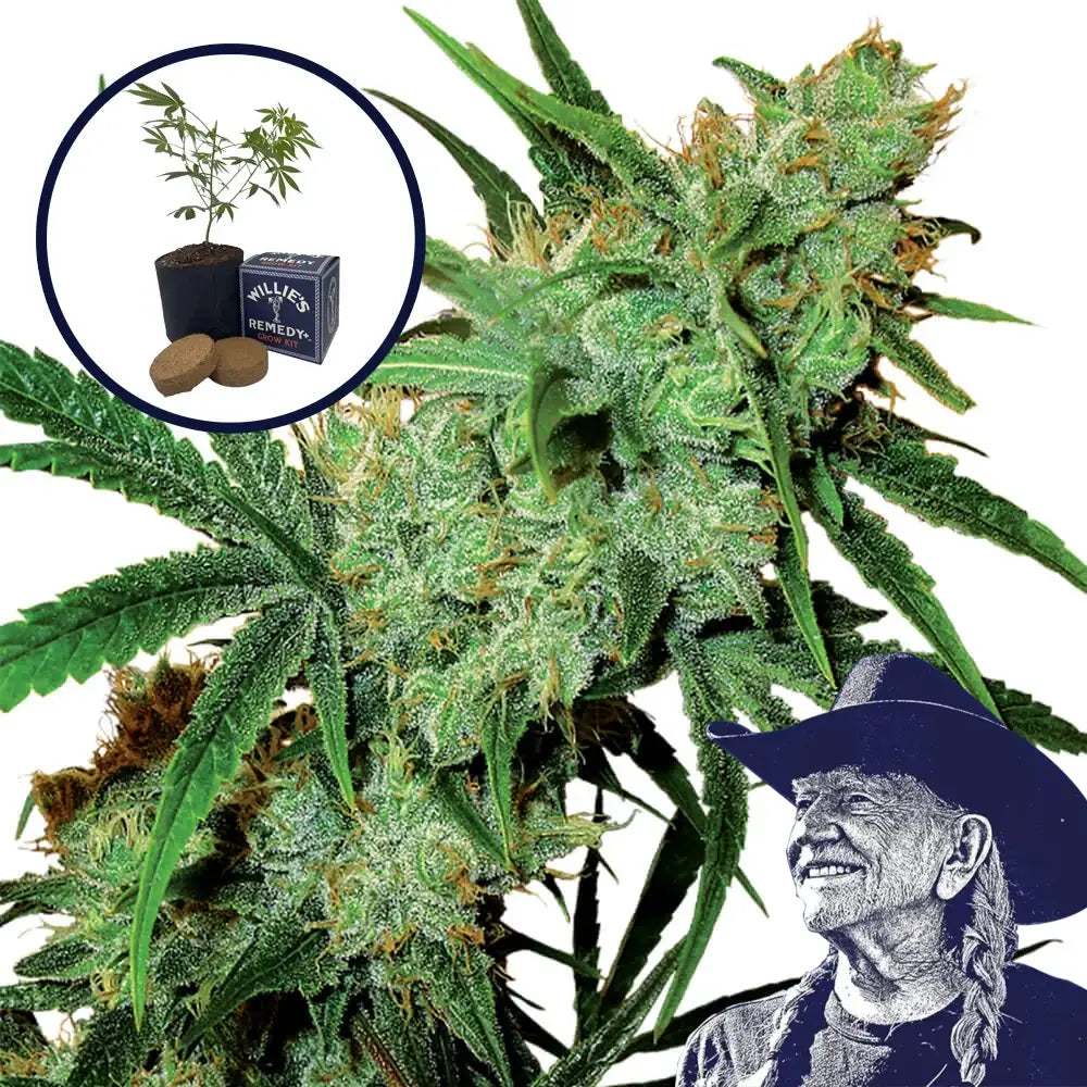Juicy Fruit Grow Kit
