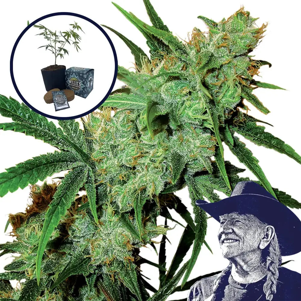 Juicy Fruit High Yield Grow Kit