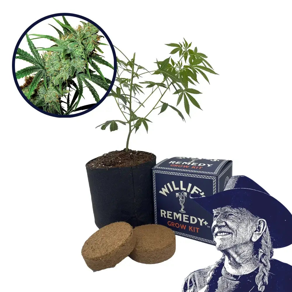 Juicy Fruit Strain Grow Kit