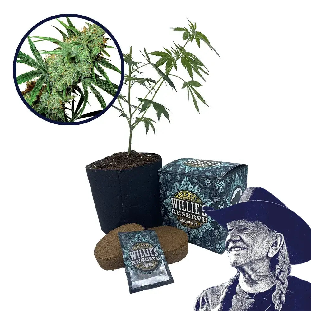 Juicy Fruit Strain High Yield Grow Kit