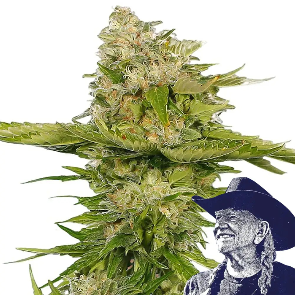 Kandy Kush Auto