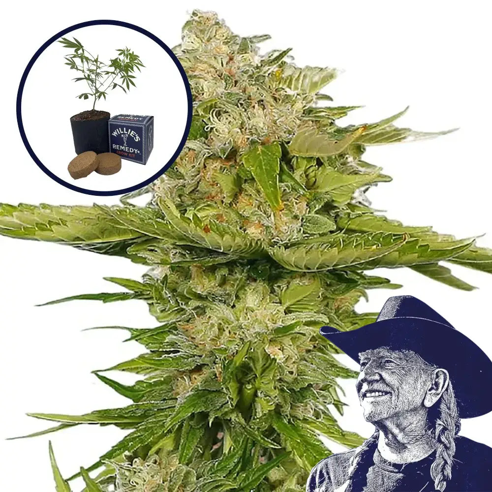 Kandy Kush Grow Kit