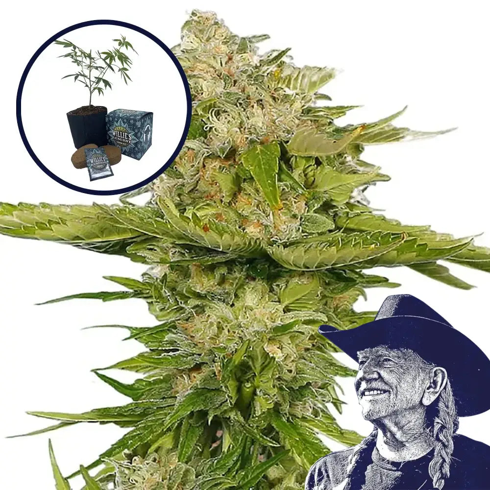 Kandy Kush High Yield Grow Kit