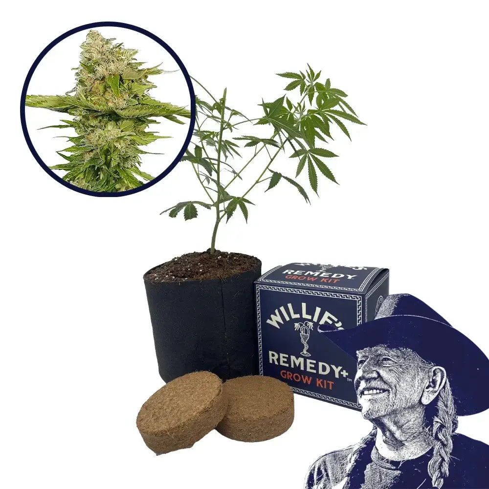 Kandy Kush Strain Grow Kit