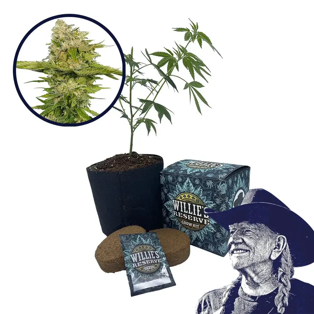 Kandy Kush Strain High Yield Grow Kit