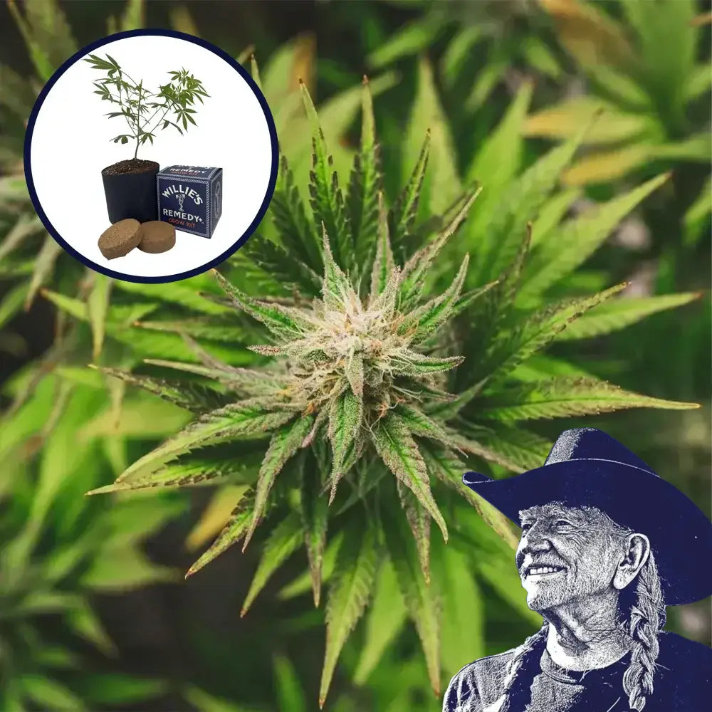 Key Lime Pie Grow Kit
