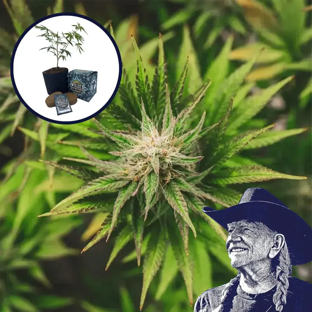 Key Lime Pie High Yield Grow Kit