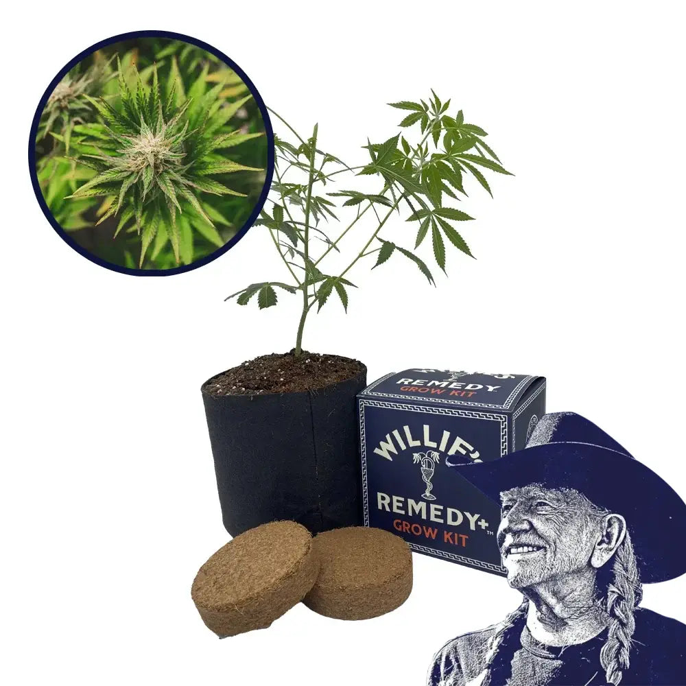 Key Lime Pie Strain Grow Kit