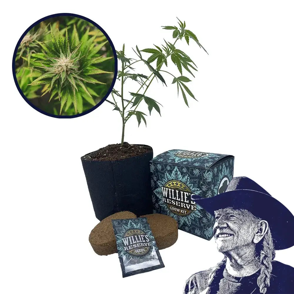 Key Lime Pie Strain High Yield Grow Kit