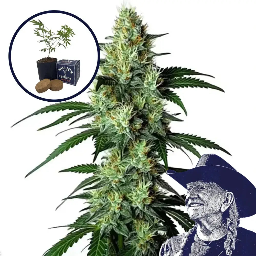 King Louis Grow Kit