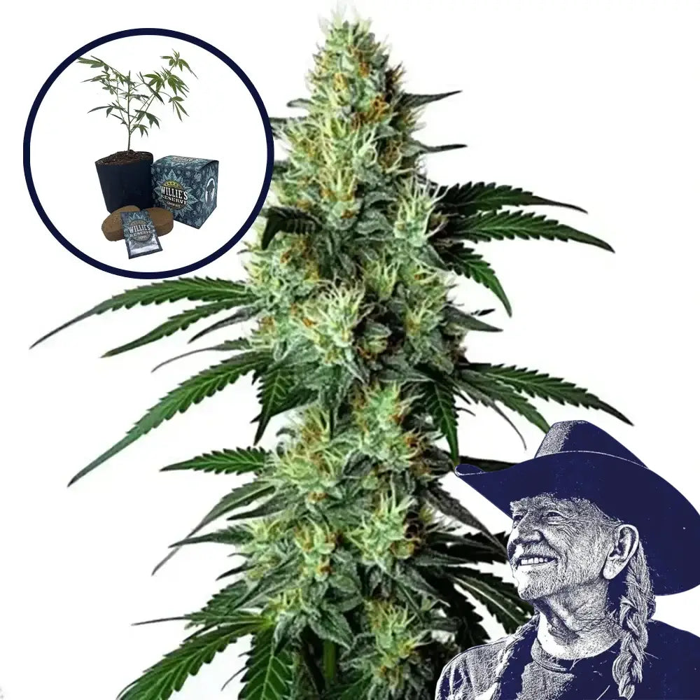 King Louis High Yield Grow Kit