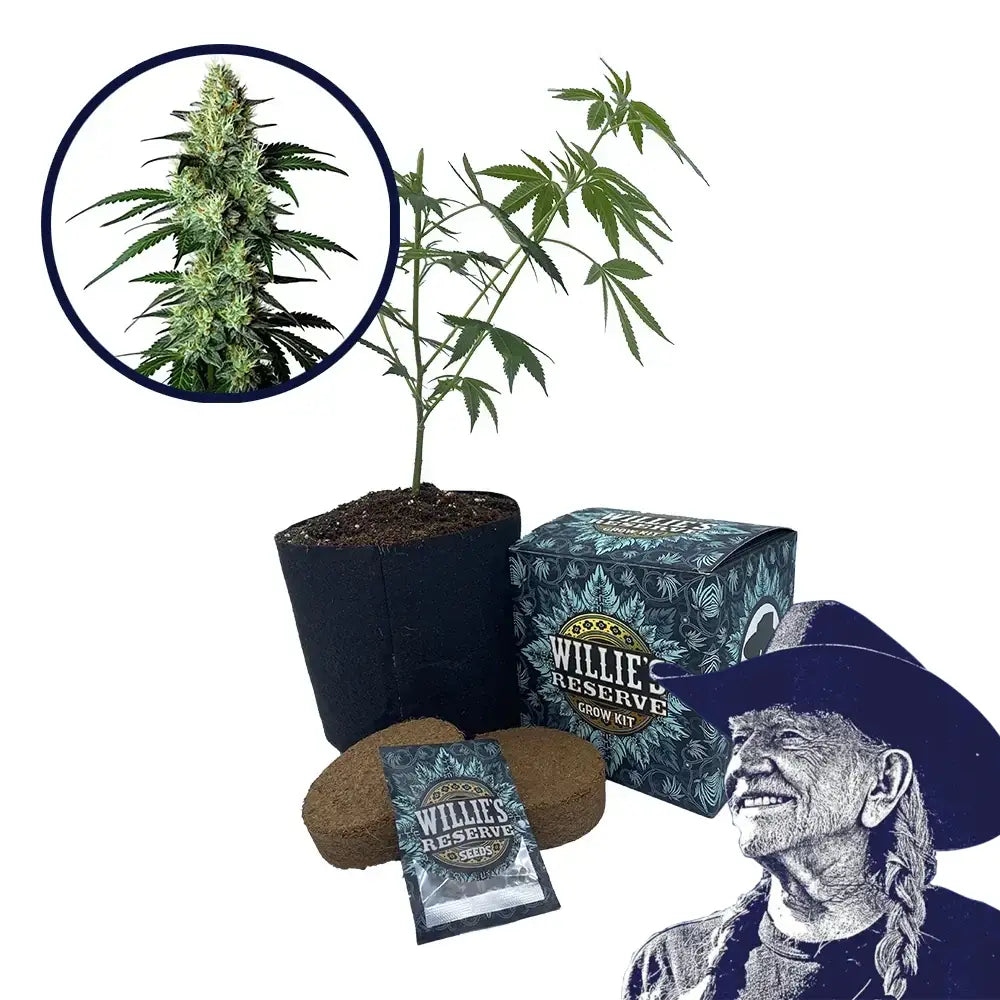 King Louis Strain High Yield Grow Kit