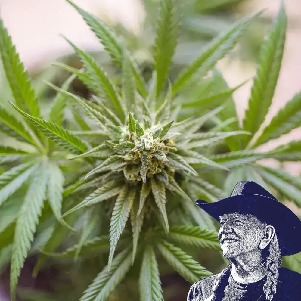 Kosher Kush Auto