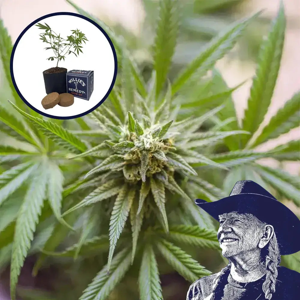 Kosher Kush Grow Kit