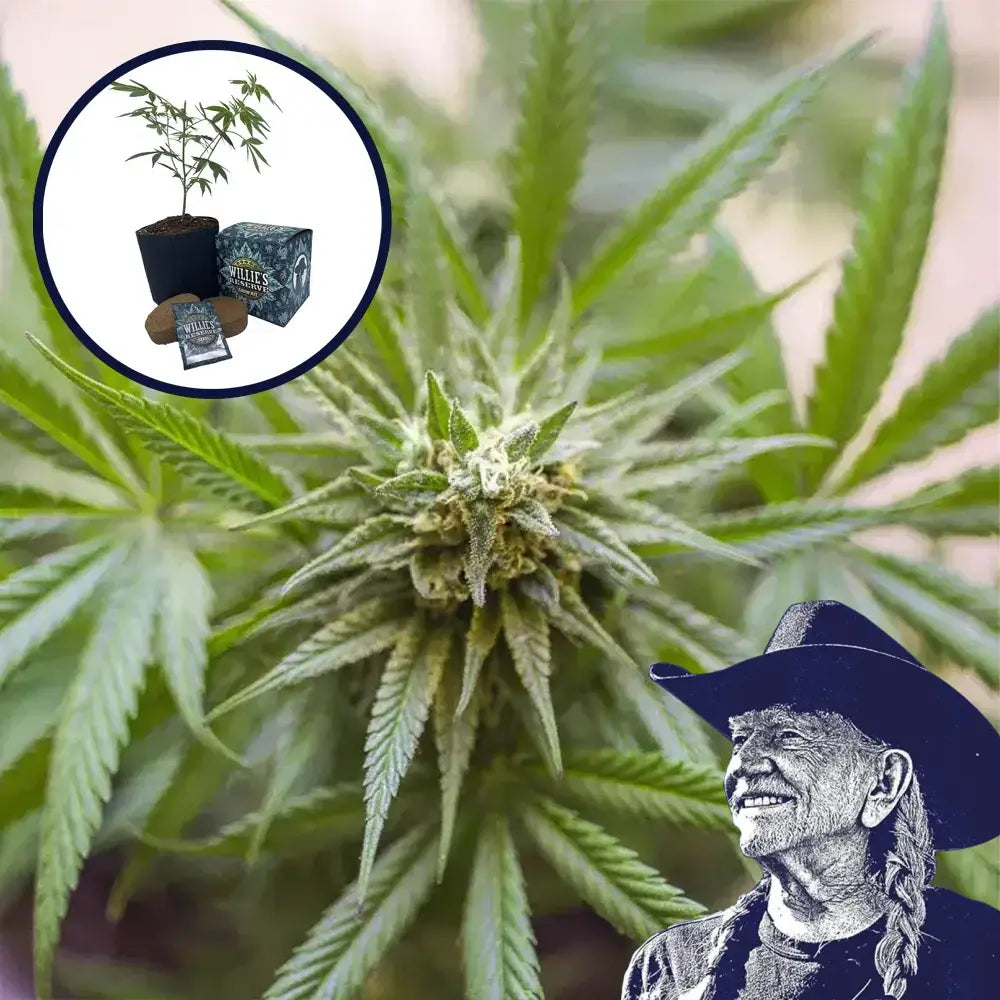 Kosher Kush High Yield Grow Kit