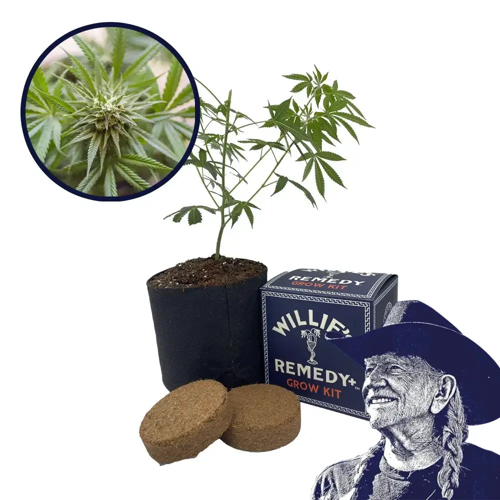 Kosher Kush Strain Grow Kit
